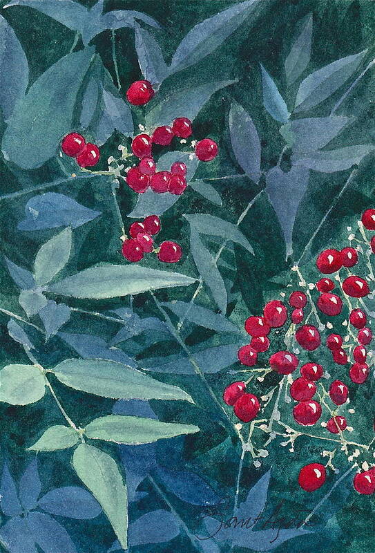 Plant Poster featuring the painting Nandina by Frank SantAgata