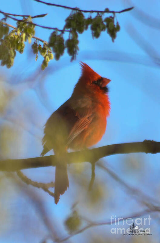 Bird Poster featuring the photograph Northern Cardinal by Ronald Grogan