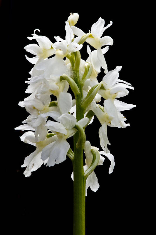 Irish Wildflowers Poster featuring the photograph O'Kelly's spotted Orchid by Rob Hemphill