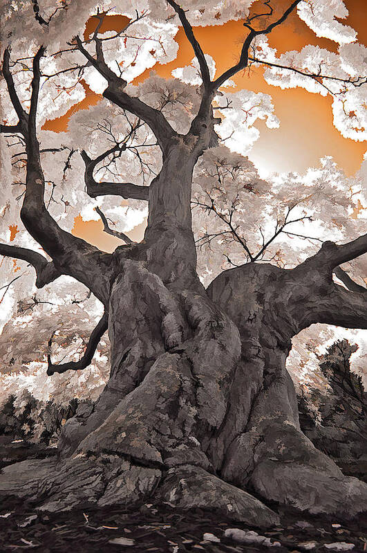 Japanese Maple Poster featuring the photograph Old Japanese Maple by Steve Zimic