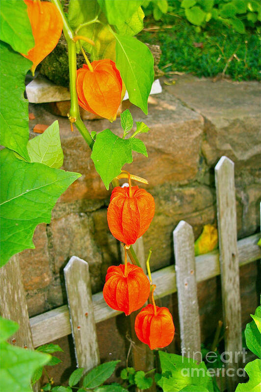 Vines Poster featuring the photograph Orange Lanterns by Joan McArthur