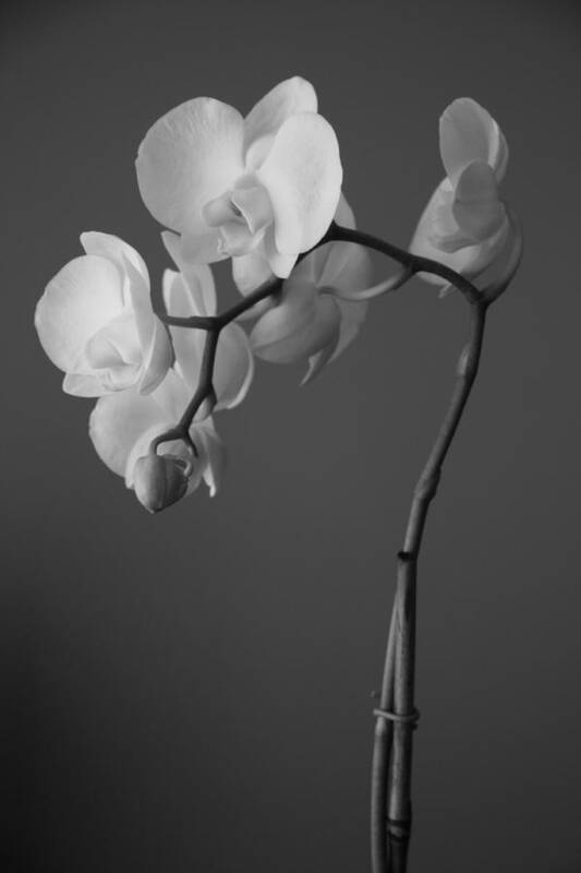 Orchid Poster featuring the photograph Orchid by Ellery Russell