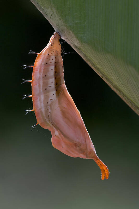00298270 Poster featuring the photograph Orion Butterfly Chrysalis Costa Rica by Piotr Naskrecki