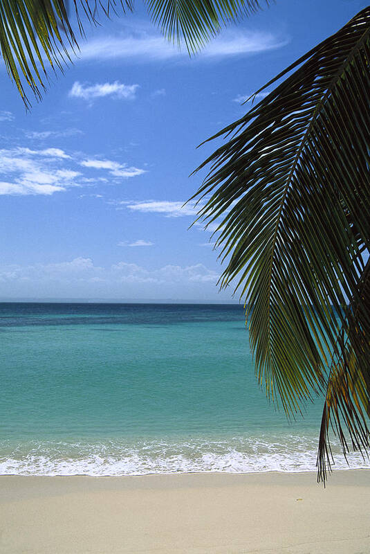 Mp Poster featuring the photograph Palm Fronds Frame Bacardi Beach by Konrad Wothe