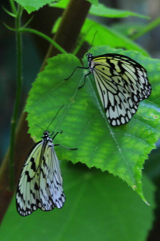 Butterfly Poster featuring the photograph Paper Kite Buttefly by Sarah Ellis