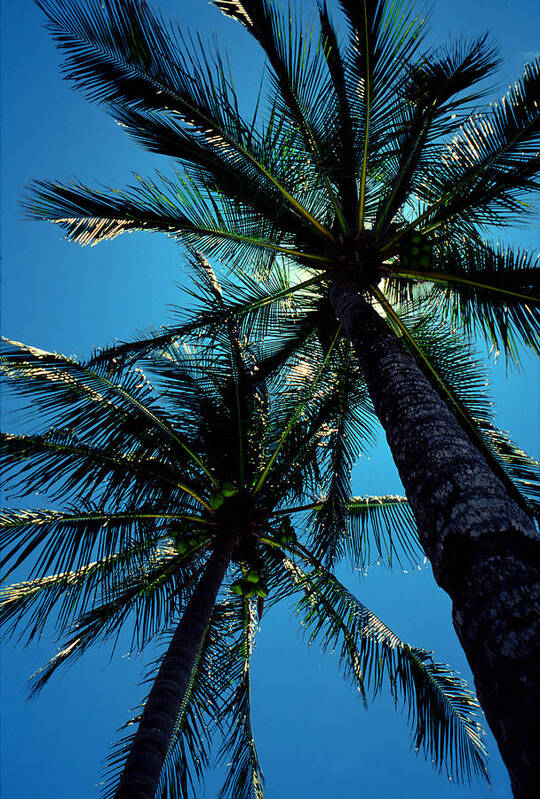 Palm Trees Poster featuring the photograph Paradise Island by Mike Flynn