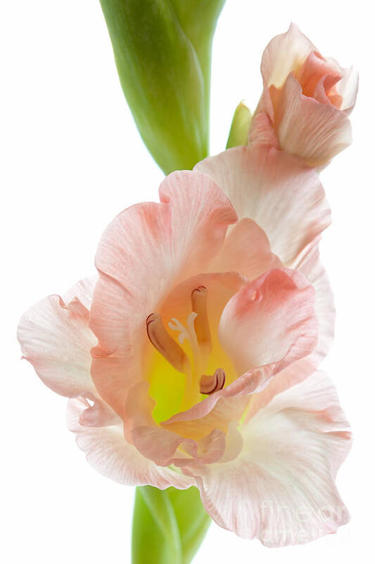 Gladiolus Poster featuring the photograph Peach Flushed Gladiolus by Ann Garrett