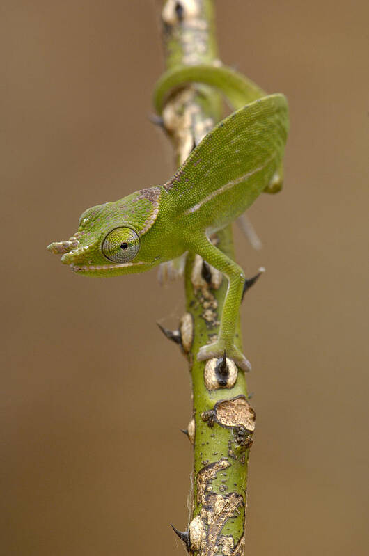 Mp Poster featuring the photograph Petters Chameleon Furcifer Petteri by Pete Oxford