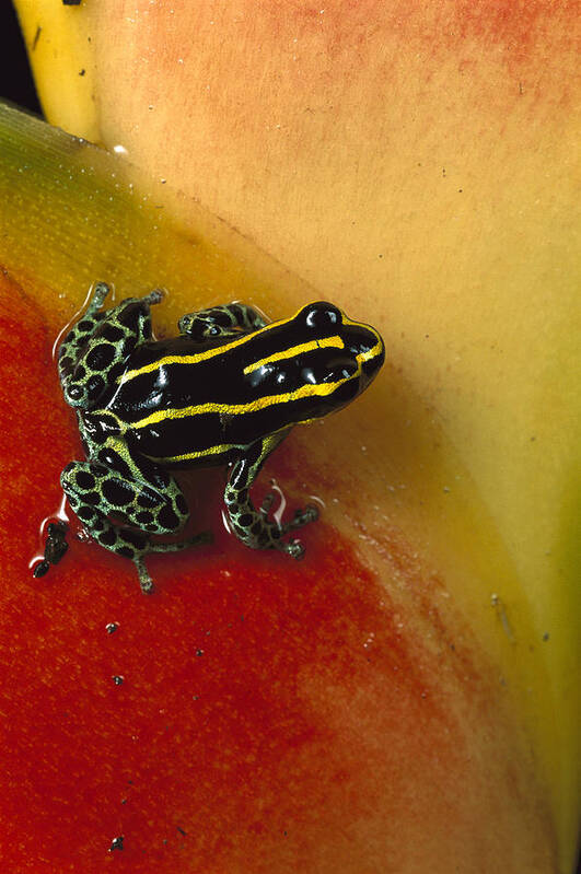 Mp Poster featuring the photograph Phantasmal Poison Dart Frog by Mark Moffett