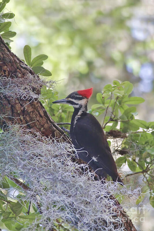 Pileated Poster featuring the photograph Pileated In The Moss by Deborah Benoit