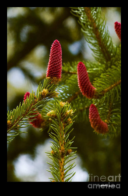 Pinetree Poster featuring the photograph Pinecone Blooms by Jonathan Fine