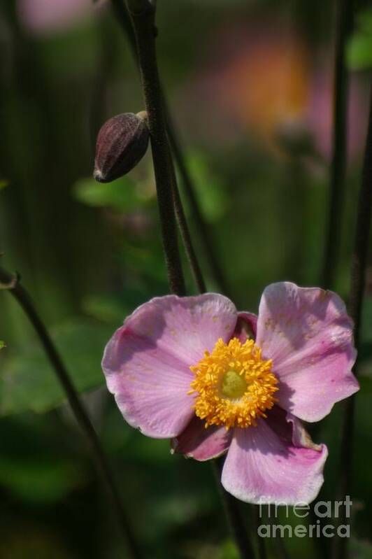 Floral Poster featuring the photograph Pink Anemone by Living Color Photography Lorraine Lynch