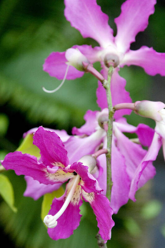 Orchids Poster featuring the photograph Pink orchids by Toni Hopper