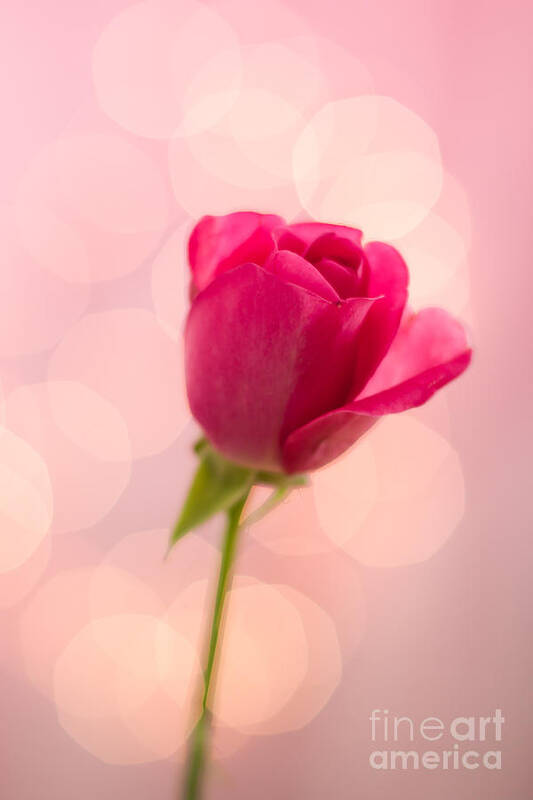 Pink Poster featuring the photograph Pink Rose Bud Bokeh by Ethiriel Photography