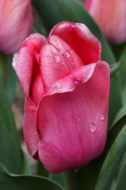 Pink Tulip Poster featuring the photograph Pink Tulip In The Rain by Tracie Schiebel