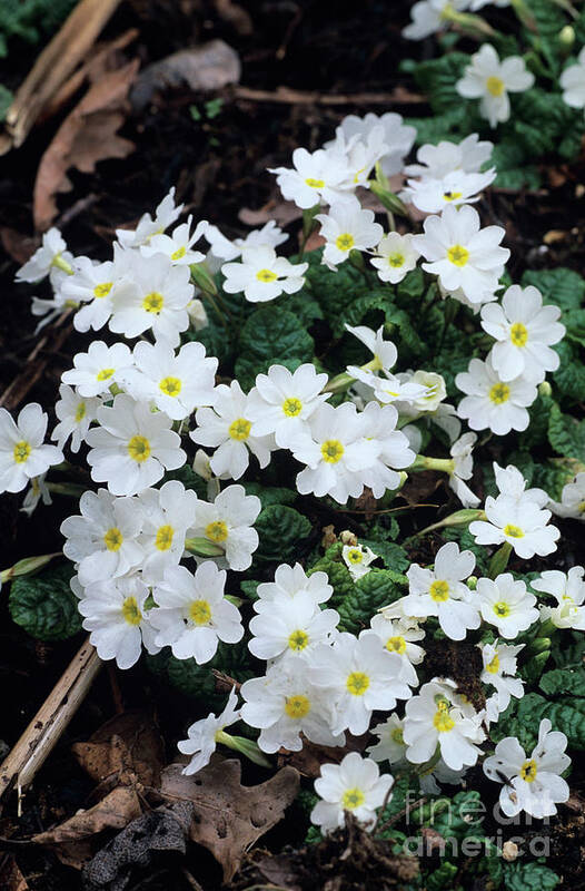 Primula 'gigha White' Poster featuring the photograph Primroses by Adrian Thomas
