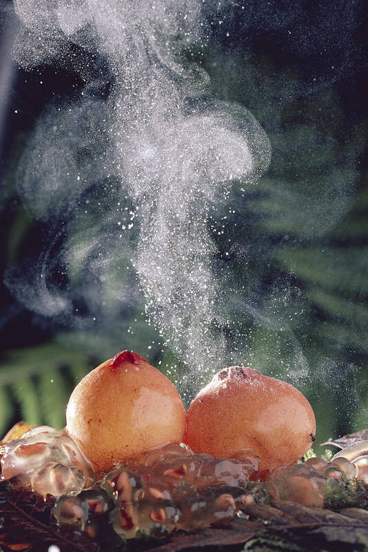 00511067 Poster featuring the photograph Puffballs Releasing Spores by Michael and Patricia Fogden