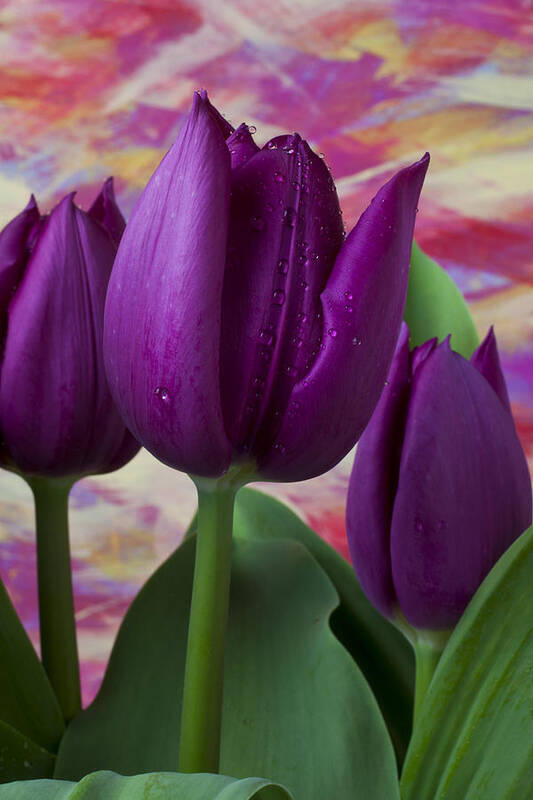 Purple Tulip Poster featuring the photograph Purple tulips by Garry Gay