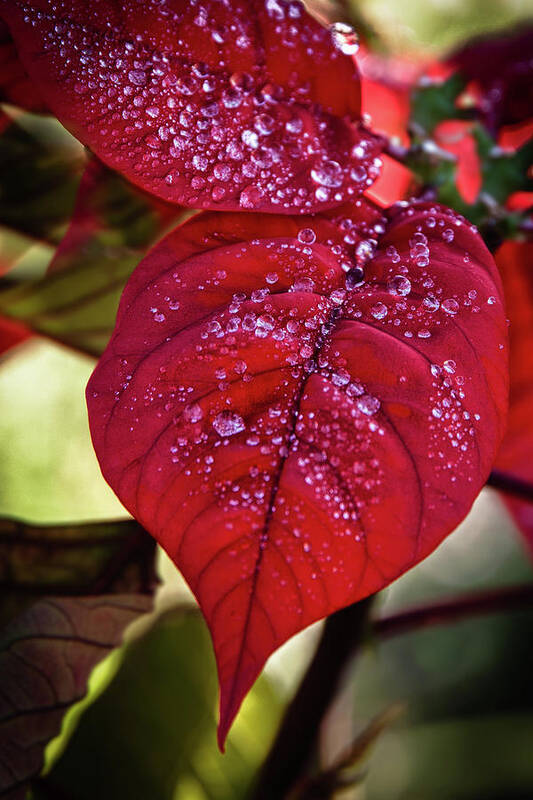 Red Leaves Poster featuring the photograph Rain Drops on Red Leaves by James Woody