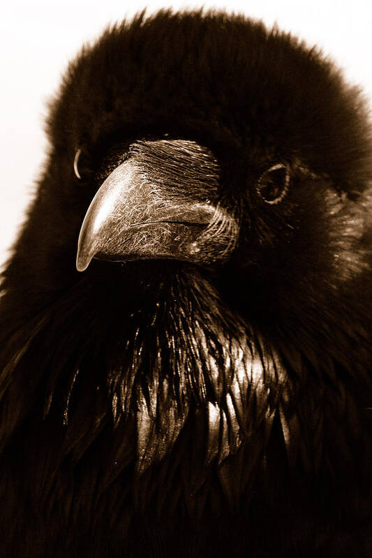 Raven Poster featuring the photograph Raven in Black by Michael Cinnamond