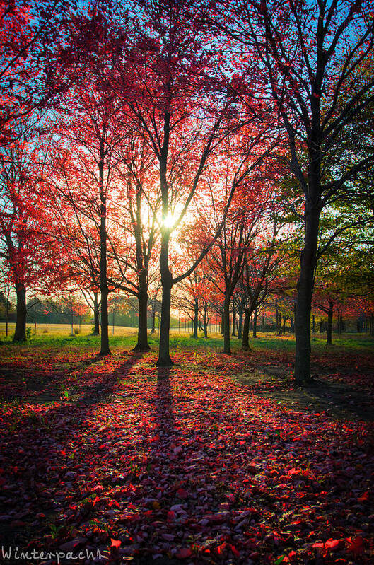 Autumn Poster featuring the photograph Red Autumn by Raf Winterpacht