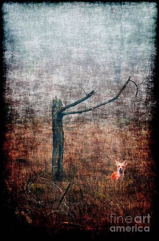 Fox Poster featuring the photograph Red fox under tree by Dan Friend