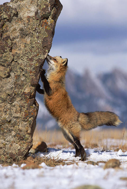 Mp Poster featuring the photograph Red Fox Vulpes Vulpes Smelling Rock by Konrad Wothe