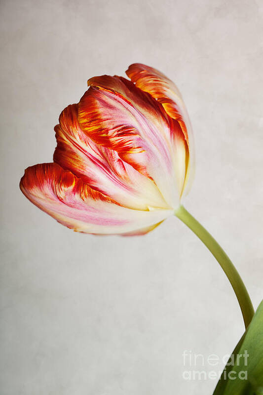 Tulip Poster featuring the photograph Red Tulip by Nailia Schwarz
