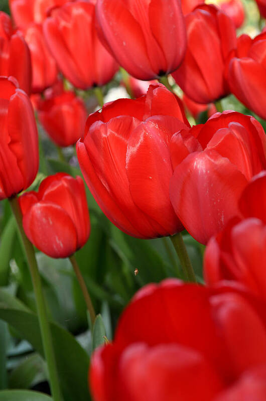 Flower Poster featuring the photograph Red Tulips Close Up by Brandon Bourdages