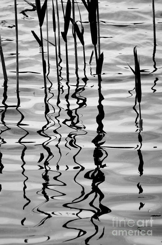 Reeds Poster featuring the photograph Reeds and Reflections No. 2 by David Gordon