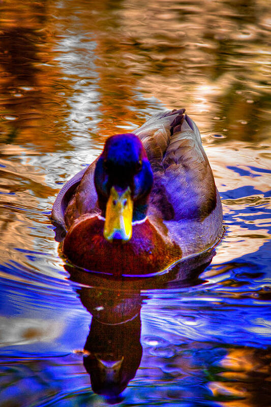Duck Poster featuring the photograph Reflected Duck by David Patterson