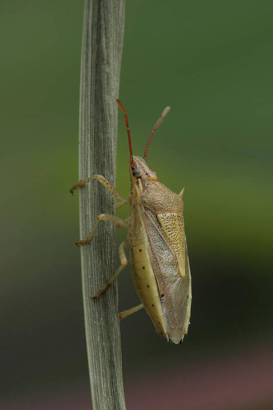 Oebalus Pugnax Poster featuring the photograph Rice Stink Bug by Daniel Reed