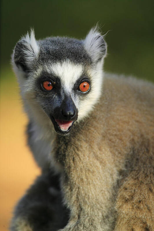 00621138 Poster featuring the photograph Ring-tailed Lemur Calling by Cyril Ruoso