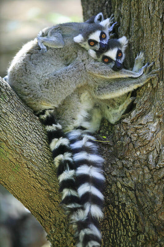 00621139 Poster featuring the photograph Ring-tailed Lemurs Madagascar by Cyril Ruoso