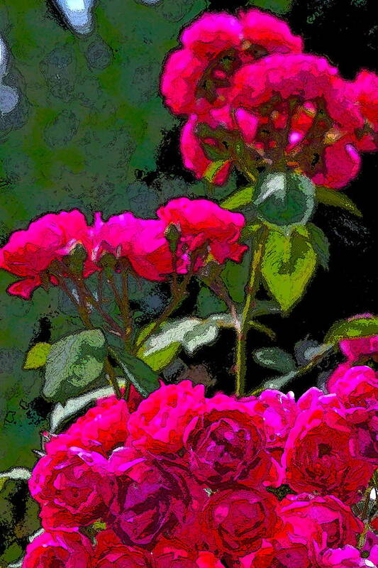 Floral Poster featuring the photograph Rose 135 by Pamela Cooper