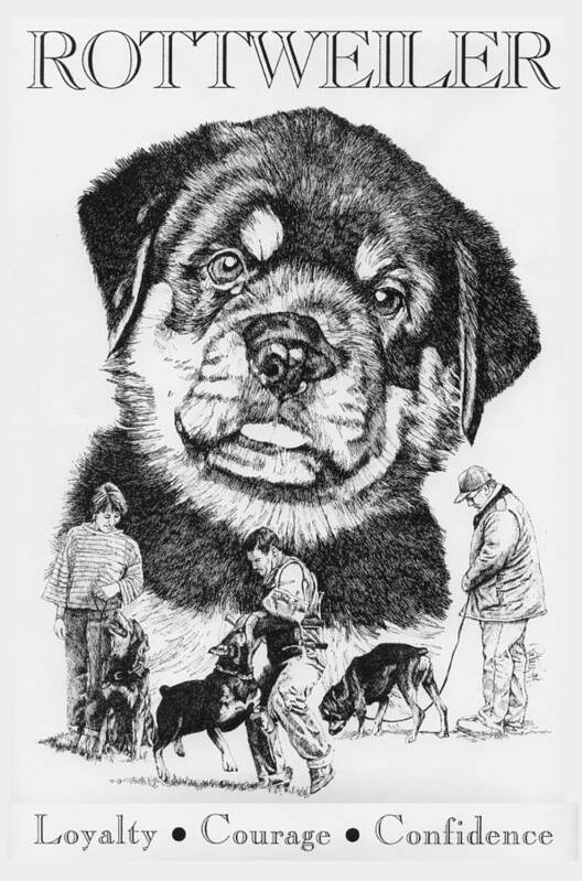 Rottweiler Poster featuring the drawing Rottweiler by Patrice Clarkson
