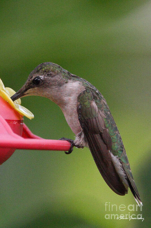 Hummingbird Poster featuring the photograph Ruby Throated Hummingbird by Steve Javorsky