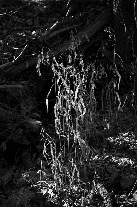 Black And White Poster featuring the photograph Saw Oats in River Flood Area by Michael Dougherty