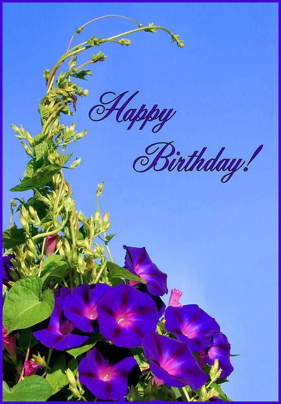 Morning Glory Poster featuring the photograph September Birthday by Kristin Elmquist