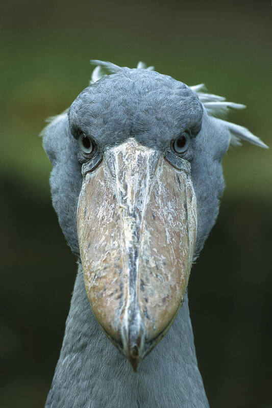 Mp Poster featuring the photograph Shoebill Balaeniceps Rex Portrait by Konrad Wothe