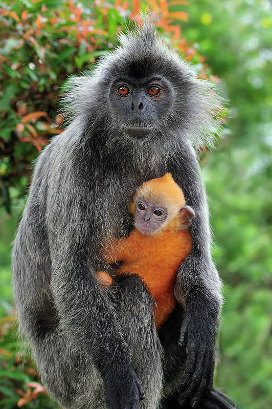 Mp Poster featuring the photograph Silvered Leaf Monkey Trachypithecus by Thomas Marent