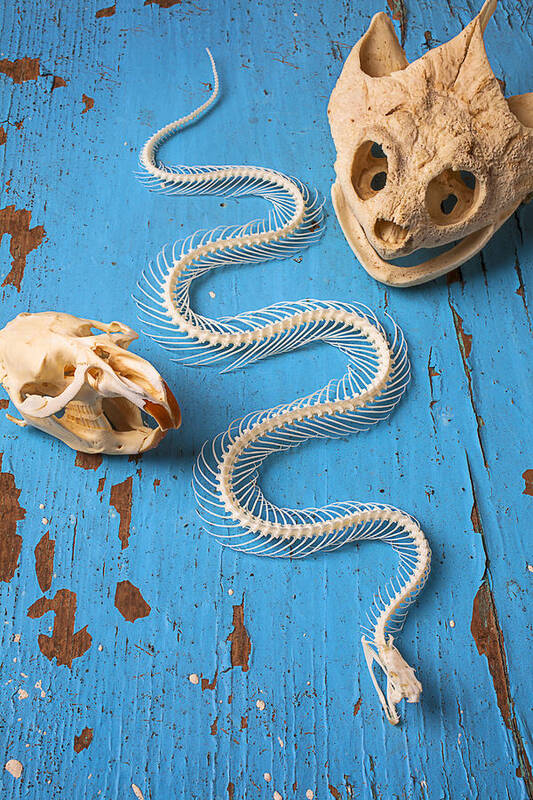 Snake Poster featuring the photograph Snake skeleton and animal skulls by Garry Gay