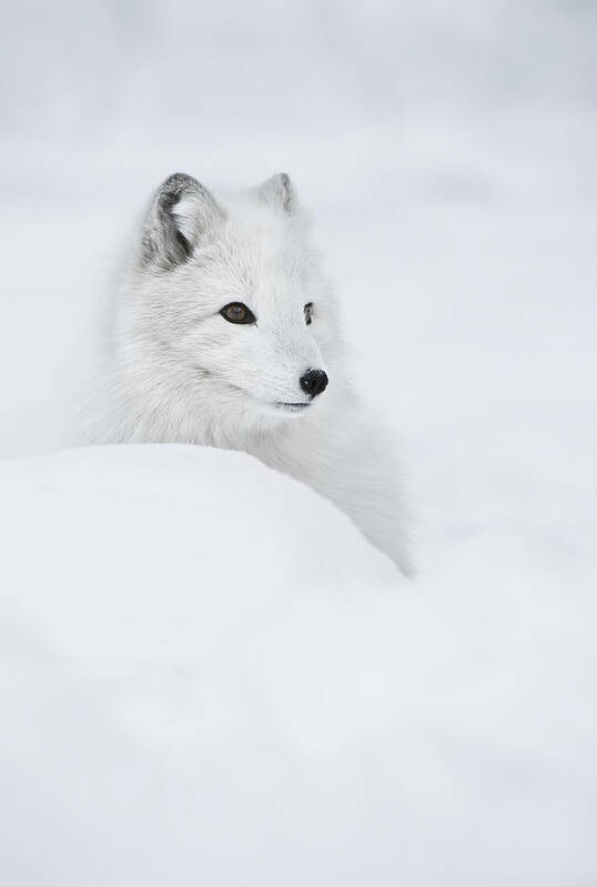 Arctic Fox Poster featuring the photograph Snow Queen by Andy Astbury