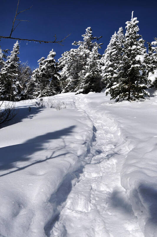 Winter Poster featuring the photograph Snowshoe trail by Peter DeFina