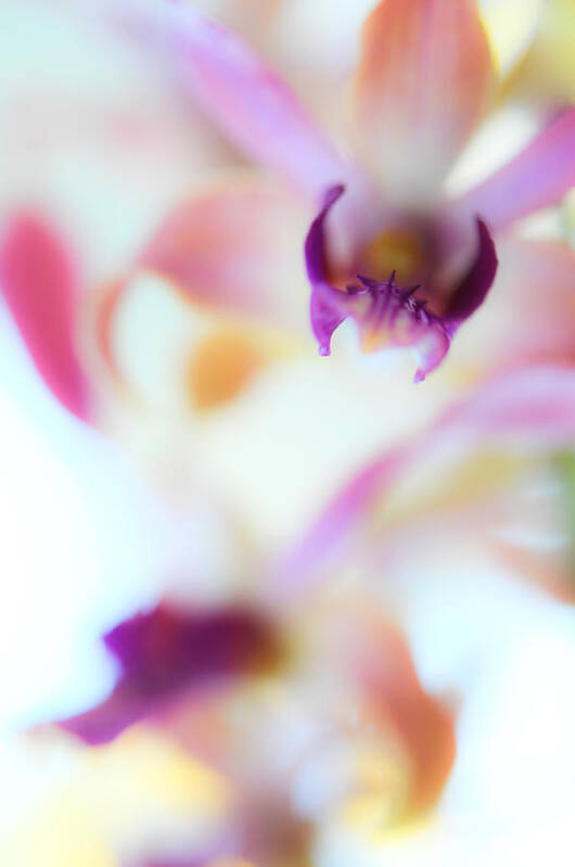 Orchid Poster featuring the photograph Soft Seduction. Orchids by Jenny Rainbow