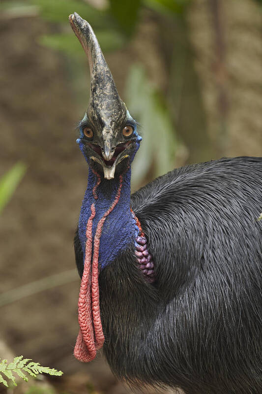 00486924 Poster featuring the photograph Southern Cassowary Jurong Bird Park by Tim Fitzharris