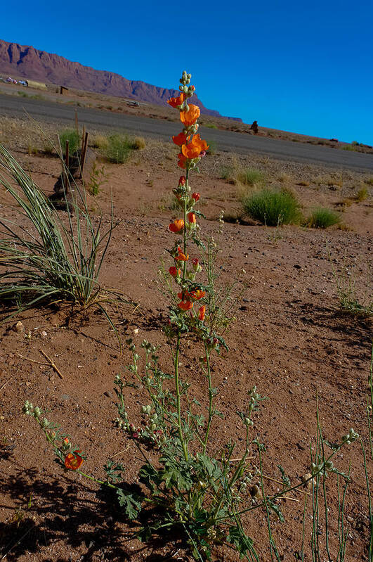 Flower Poster featuring the photograph Southwest Wildflower by Julie Niemela