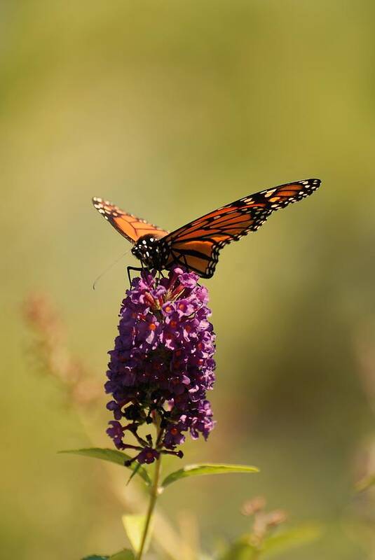 Spread Your Wings And Fly Poster featuring the photograph Spread Your Wings And Fly by Angie Tirado