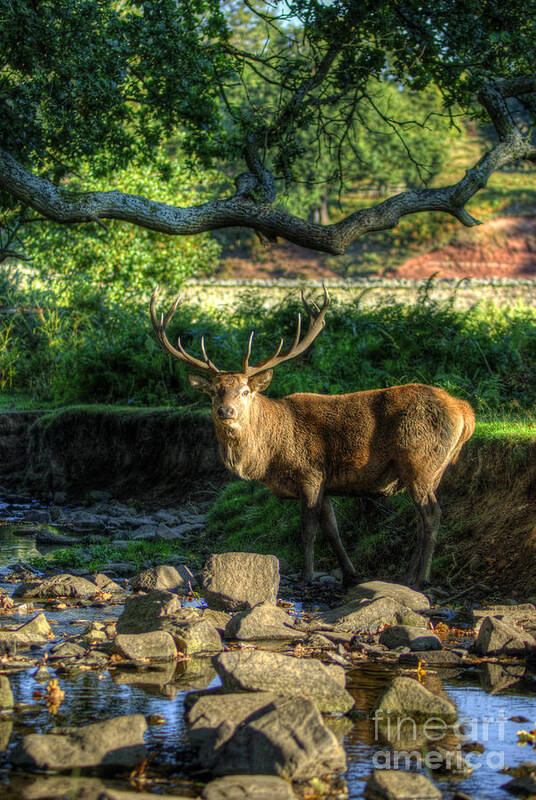 Fallow Deer Poster featuring the photograph Stag by Yhun Suarez
