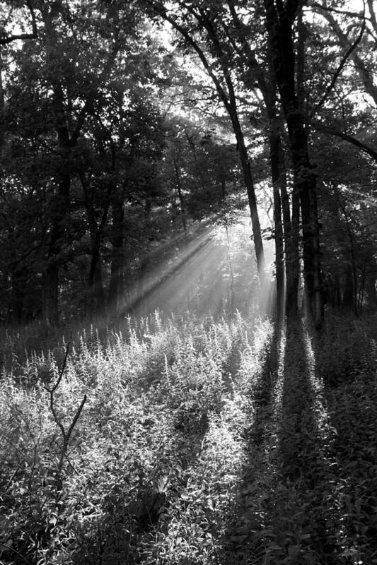 Black And White Poster featuring the photograph Sun Dance by Rick Rauzi